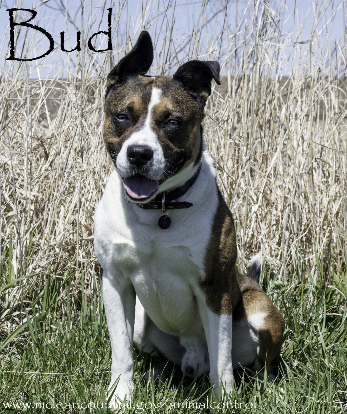 Bud - McLean County Animal Control